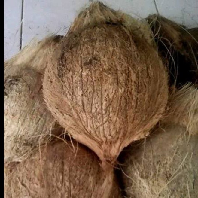 Kelapa Tua