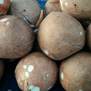 Kelapa Utuh Kupas