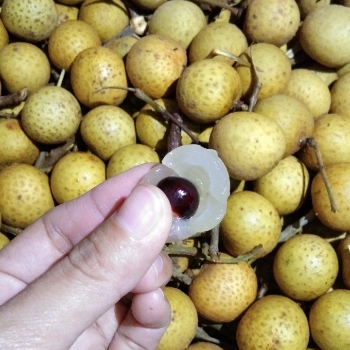 Kelengkeng