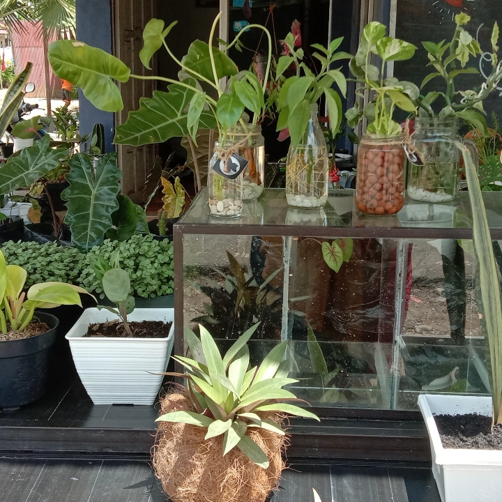 Kembang Aquatik