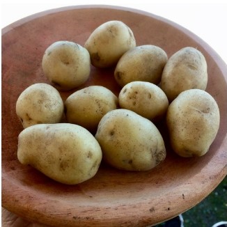 Kentang 1 Kg