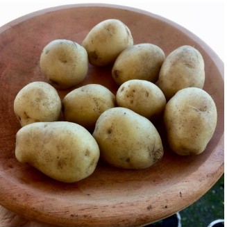 Kentang 500 gr