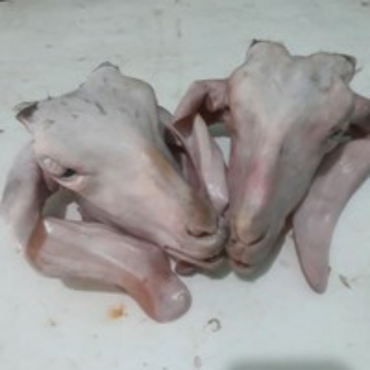 Kepala Domba