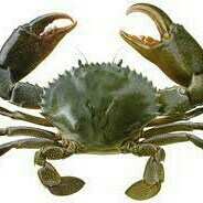 Kepiting