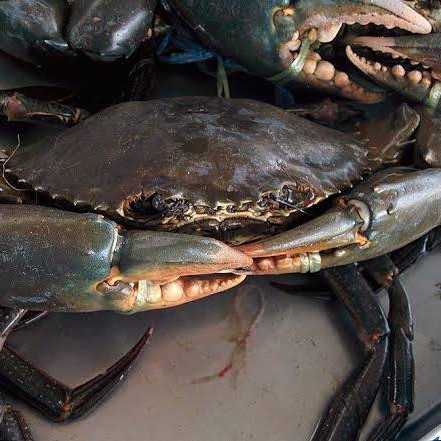 Kepiting A Dan B
