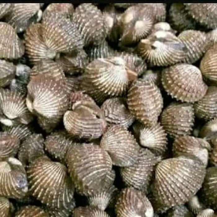 Kerang