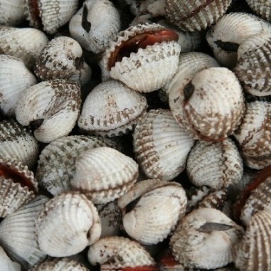 Kerang