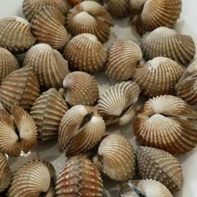 Kerang