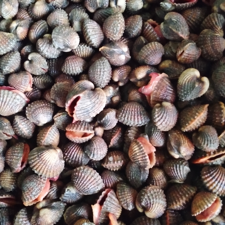 Kerang Dara