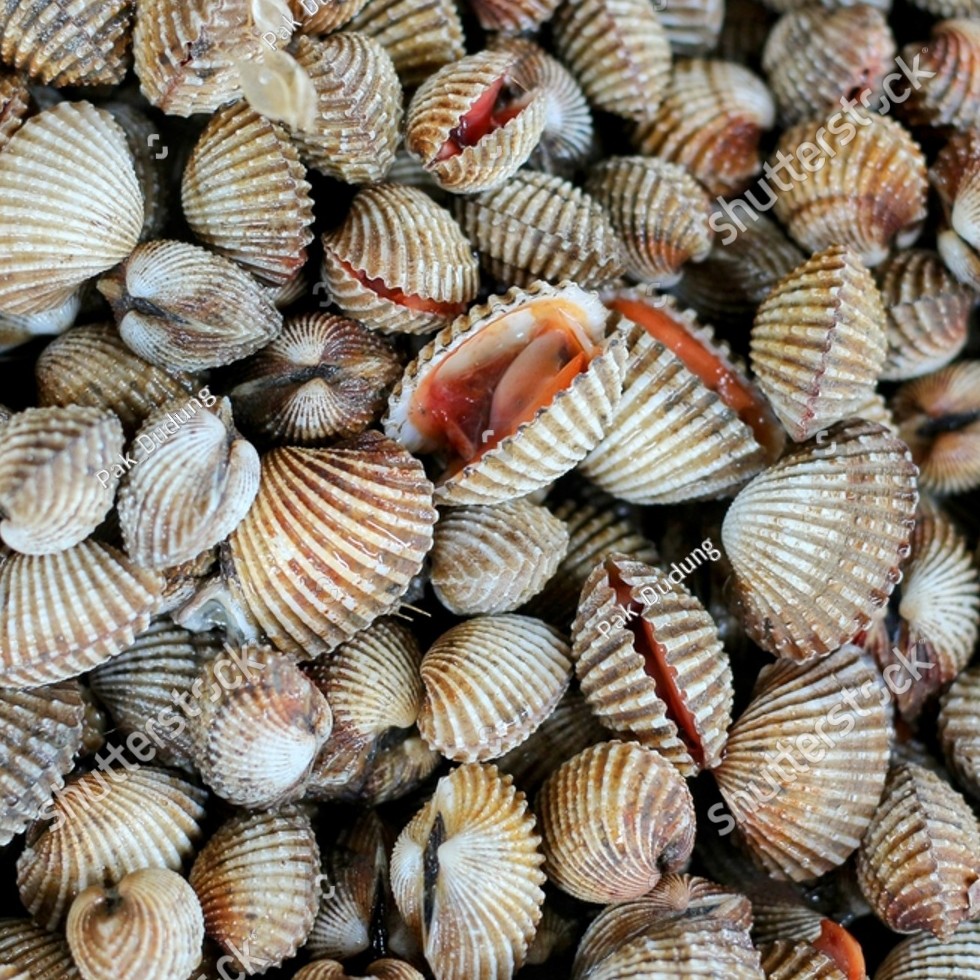 Kerang Dara
