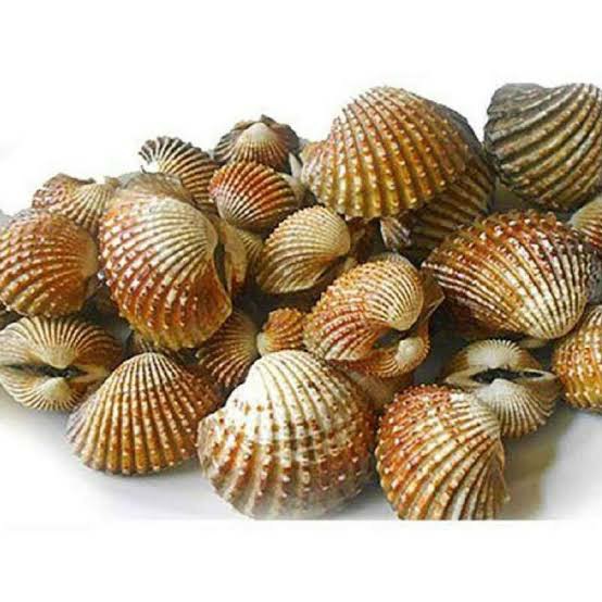Kerang Dara