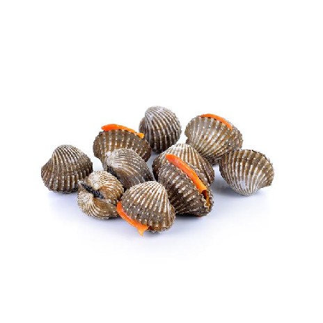 Kerang Dara