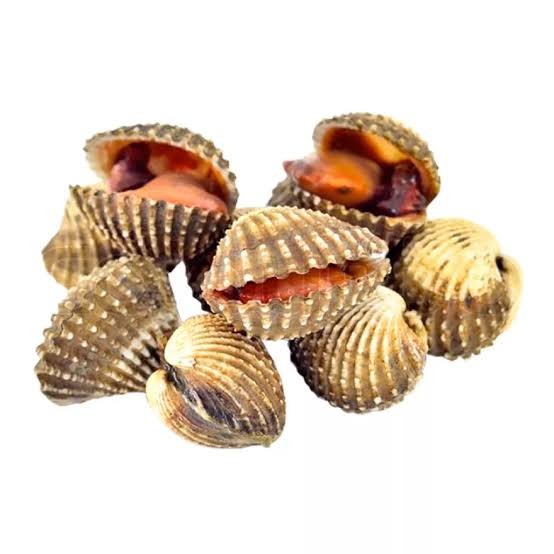 Kerang Dara