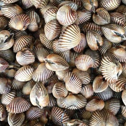 Kerang Dara
