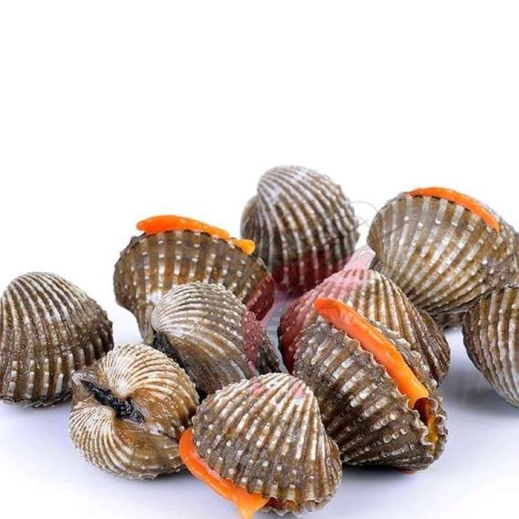 Kerang Dara