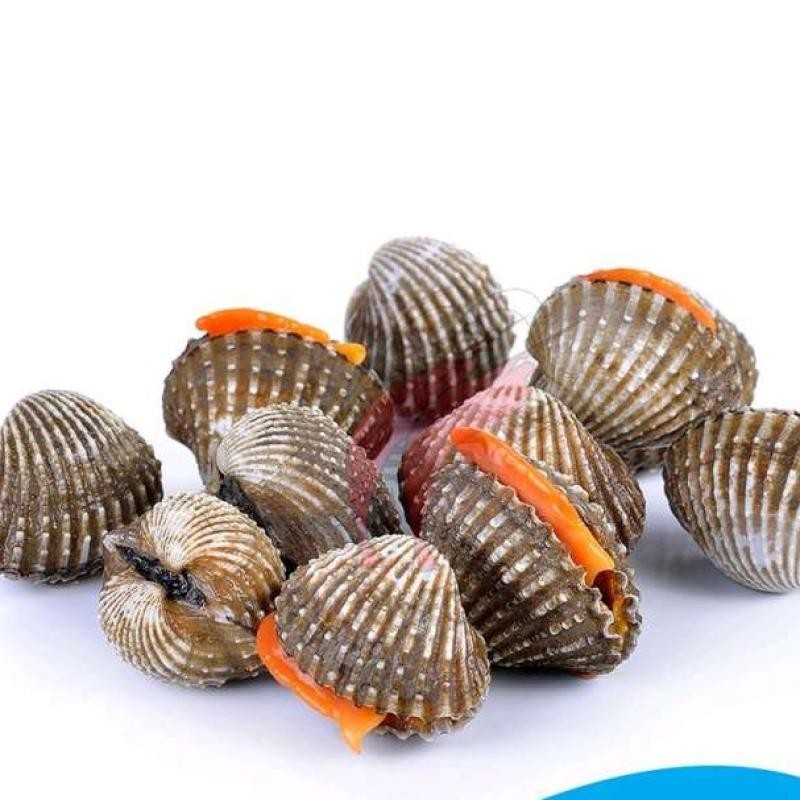 Kerang Dara