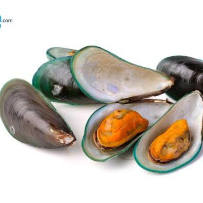 Kerang Hijau
