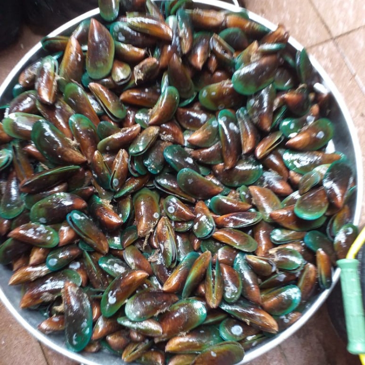 Kerang Hijau Per Kg 