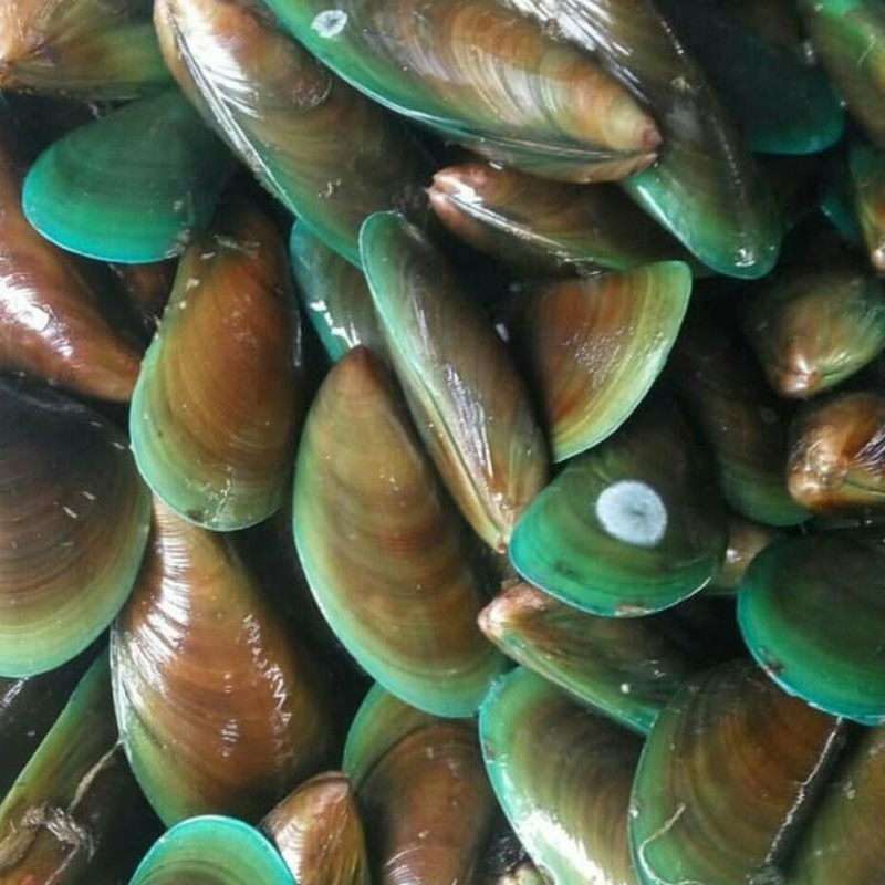 Kerang Ijo