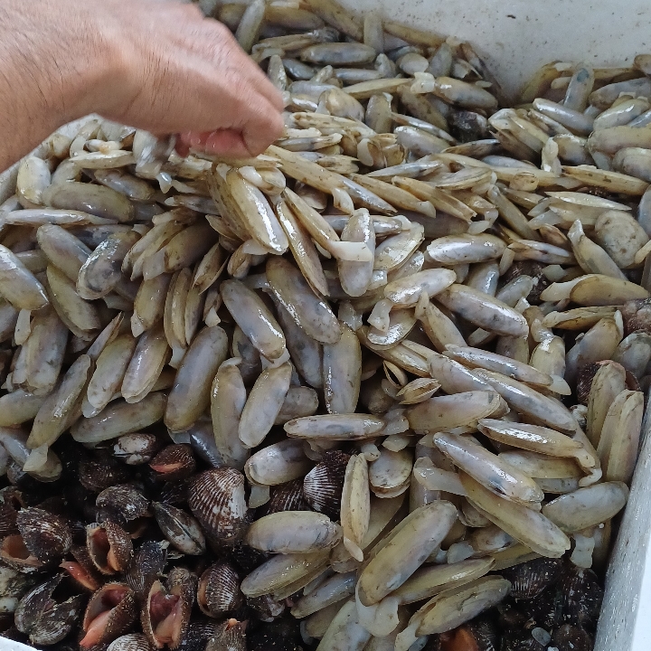 Kerang REBUS ANGIN KONCANG 2