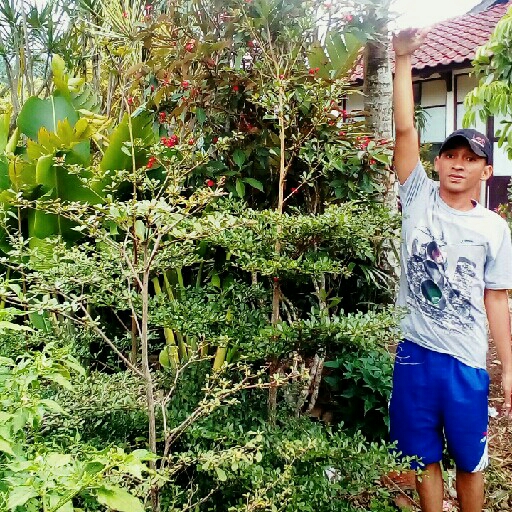 Ketapang 2 Mtr- Rp  55000