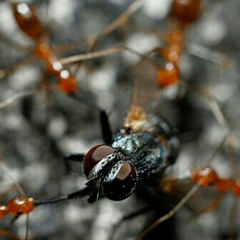 Kisah Semut dan Lalat