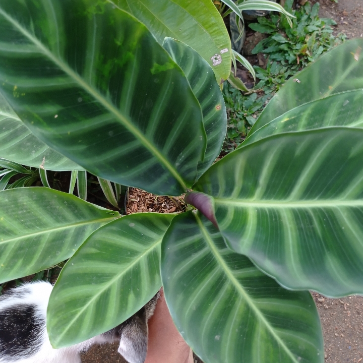 Klatea Pisang