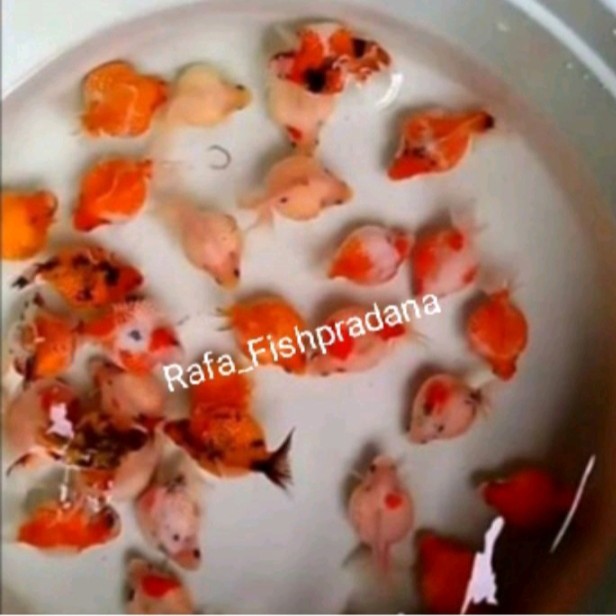 Koki mutiara tikus