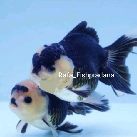 Koki panda