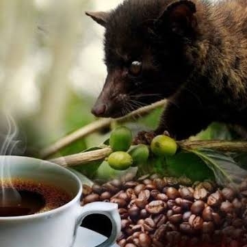 Kopi Luwak