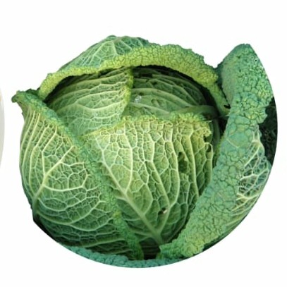 Kubis