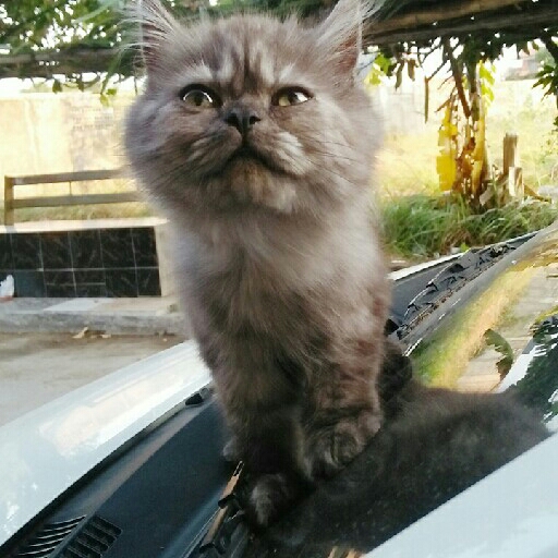 Kucing Persia Flatnose