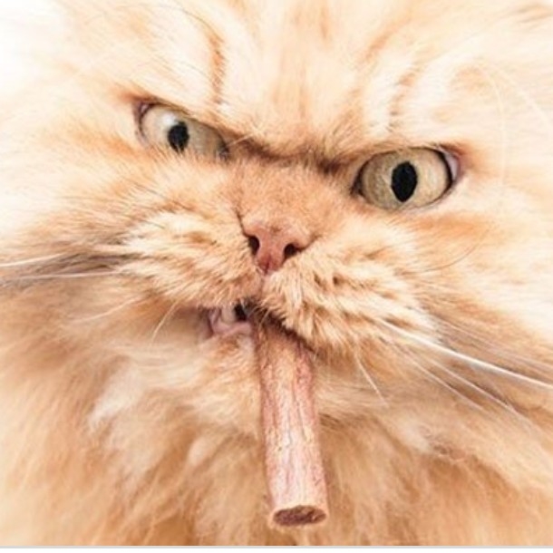 Kucing Preman