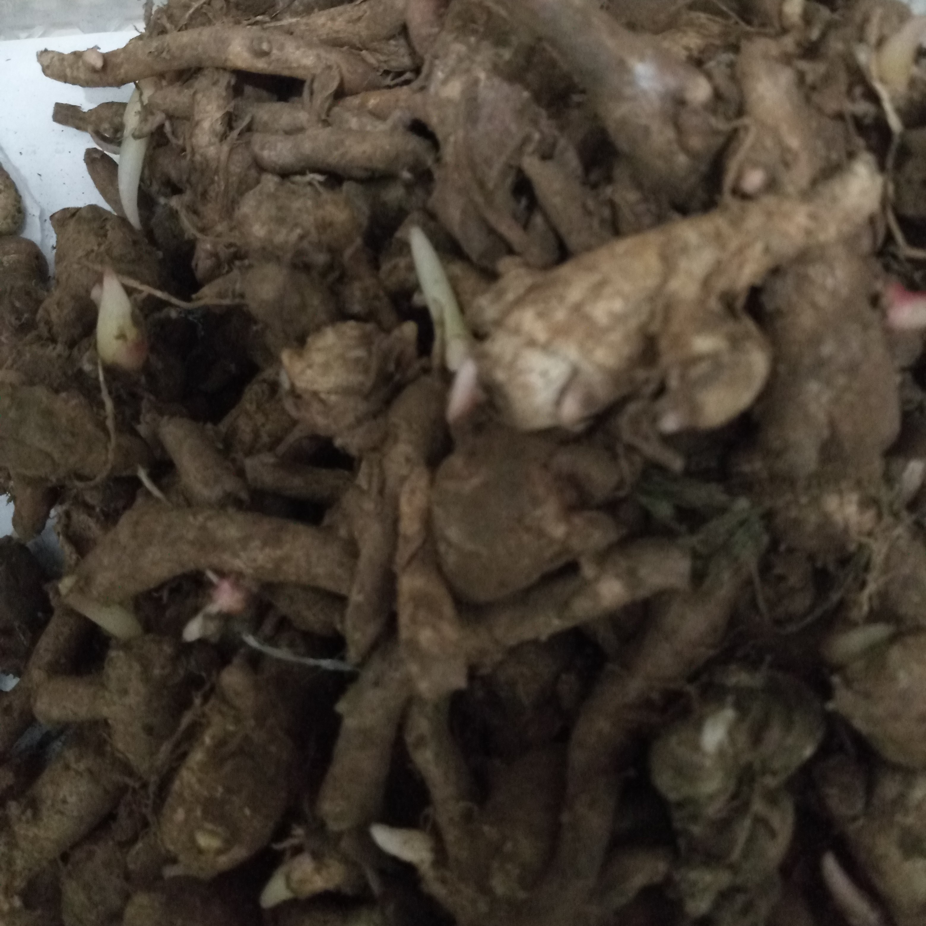 Kunci