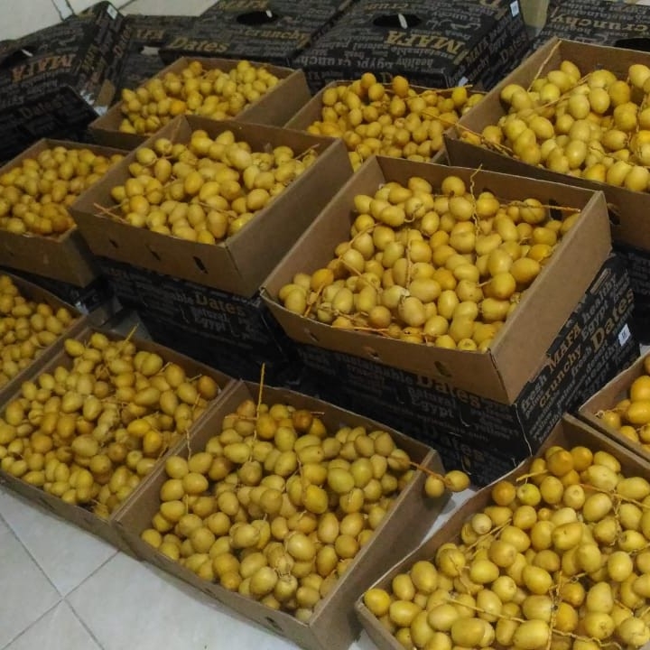Kurma Muda