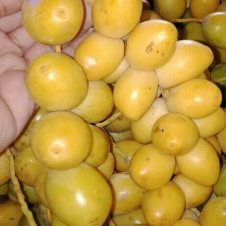 Kurma Muda Kuning Dan Merah 2