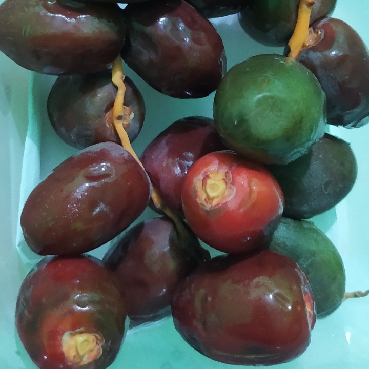 Kurma Muda Merah