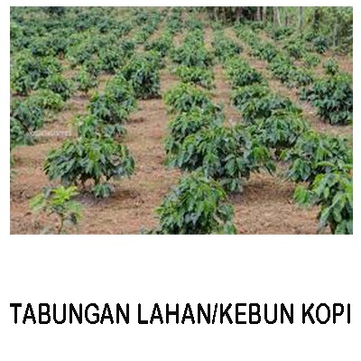 LAHAN KOPI