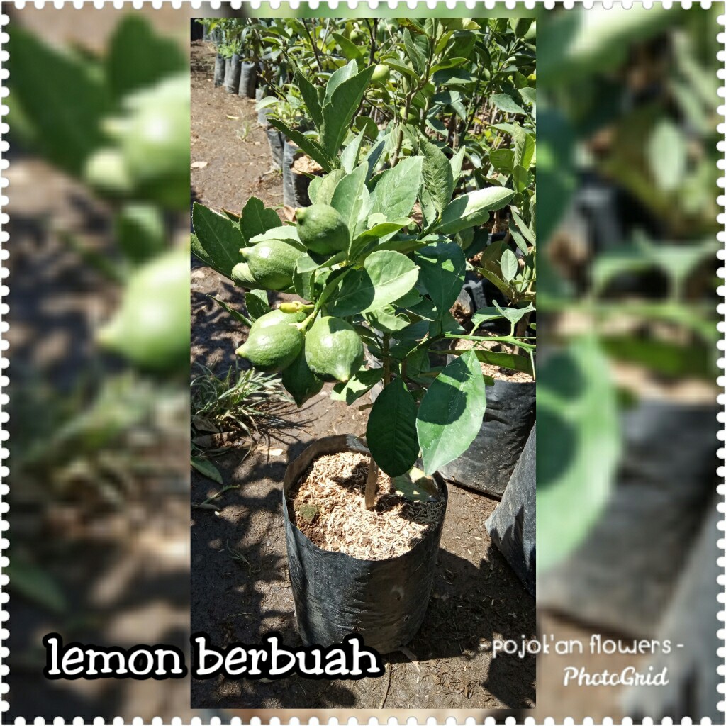 LEMON SUDAH BERBUAH