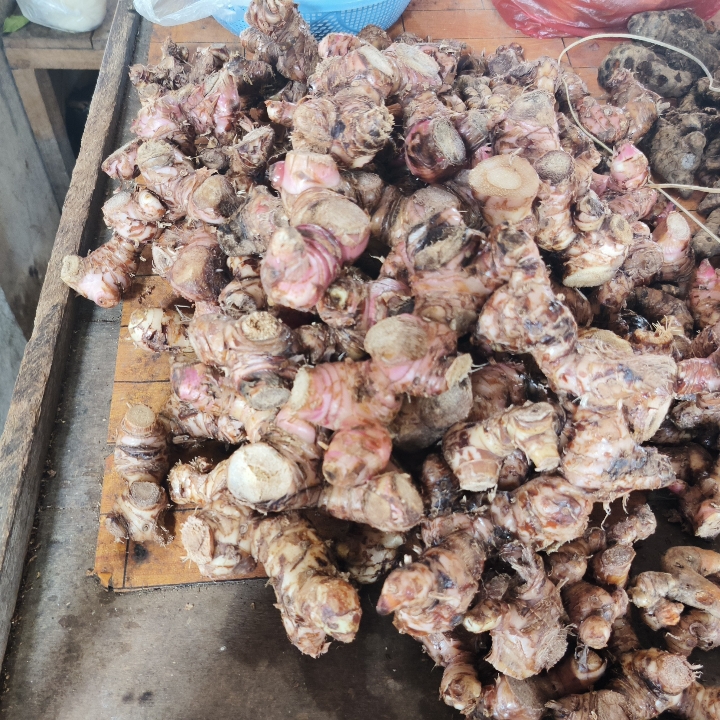 LENGKUAS ATAU LAOS
