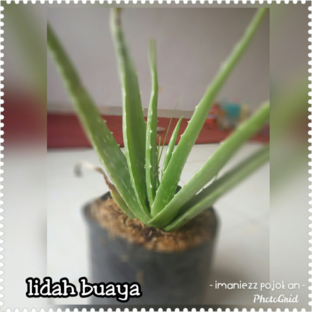 LIDAH BUAYA