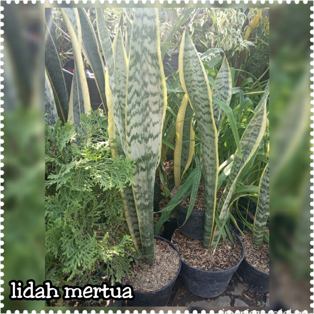 LIDAH MERTUA