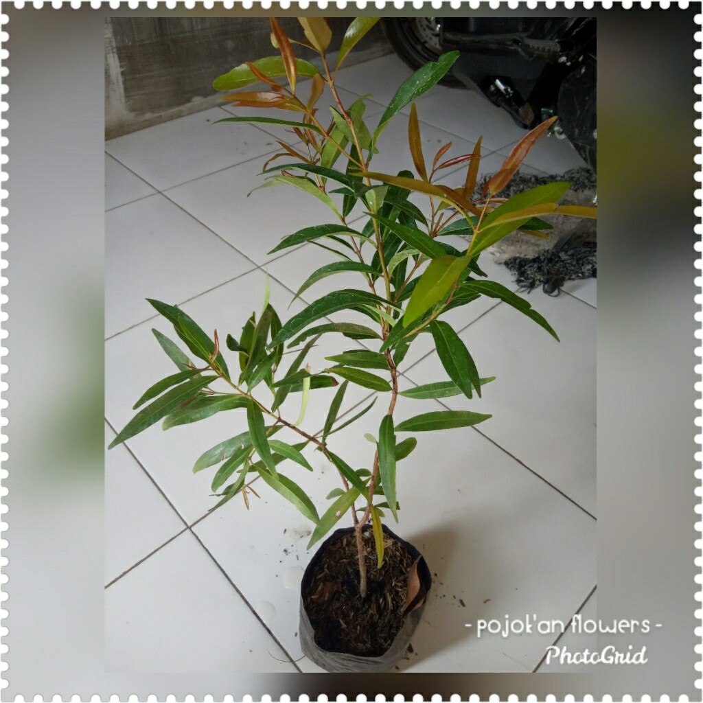 PUCUK MERAH