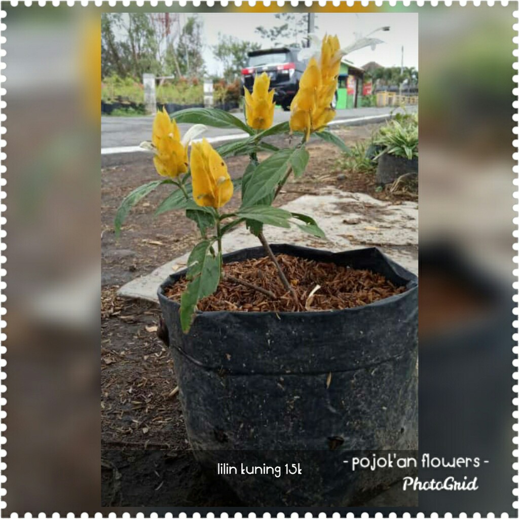 LILIN KUNING
