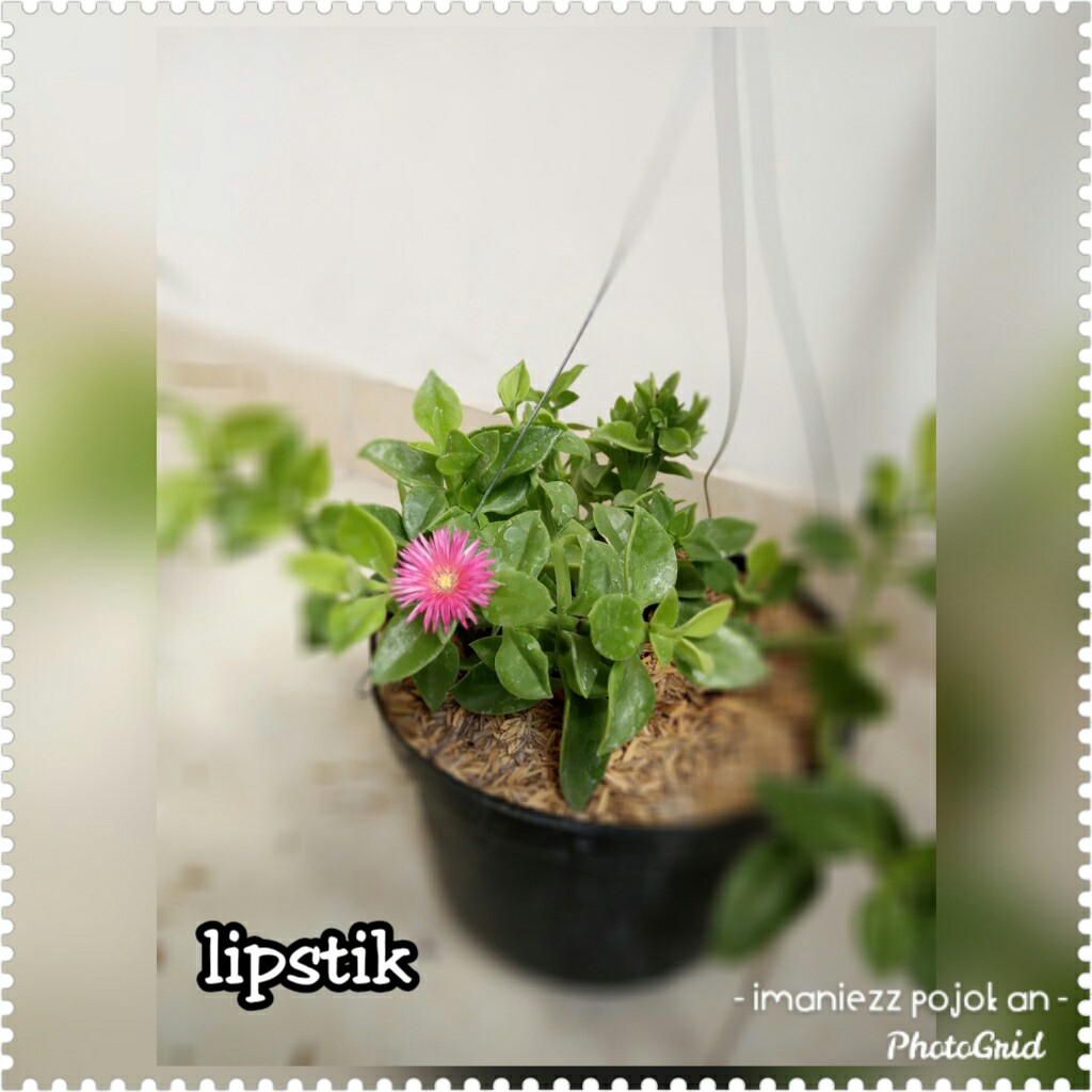LIPSTIK