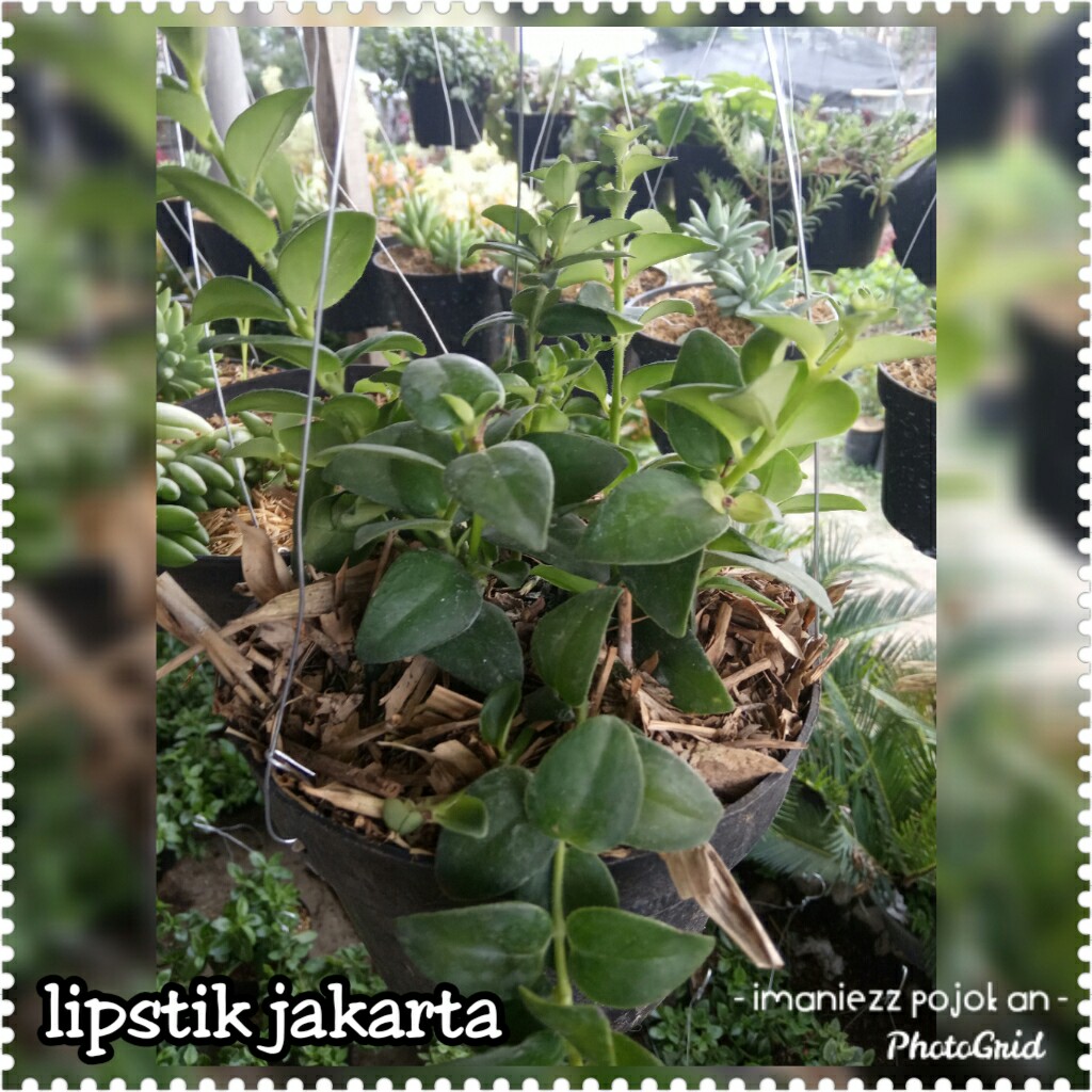 LIPSTIK JAKARTA