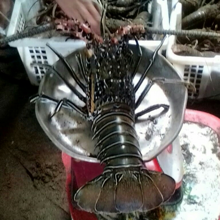 LOBSTER LAUT Hidup Fresh