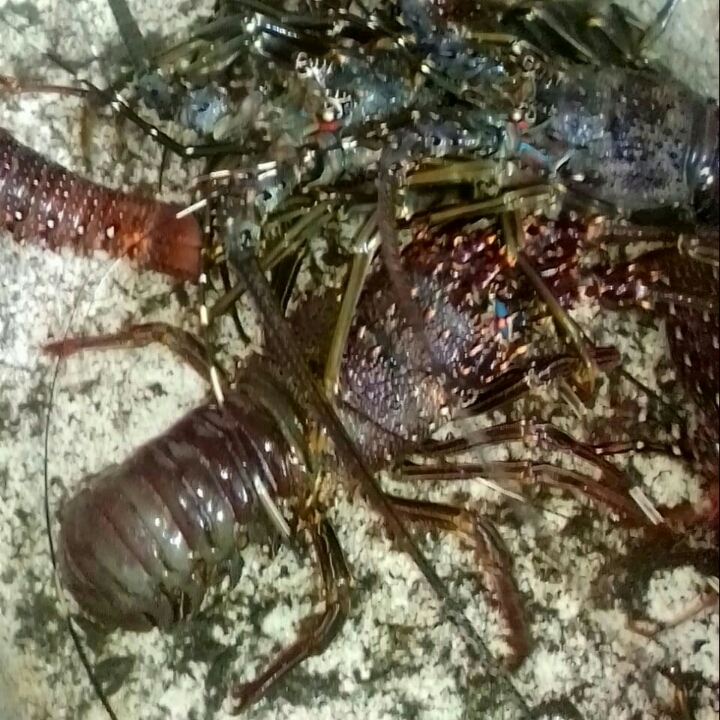 LOBSTER LAUT Hidup Fresh 2