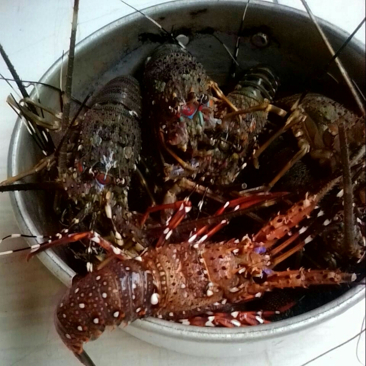 LOBSTER LAUT Hidup Fresh 4