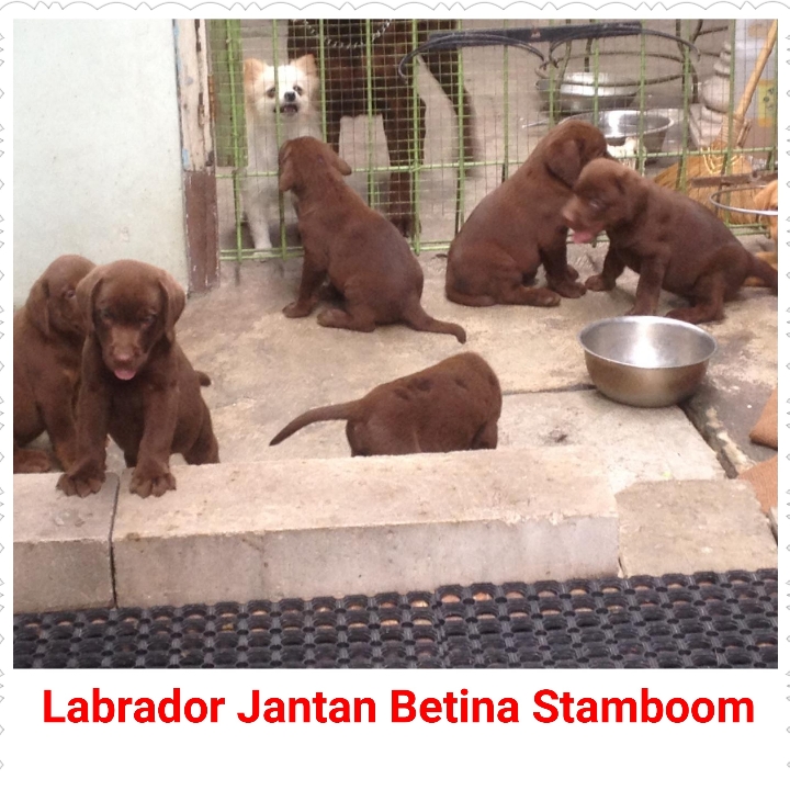 Labrador Retriever Stamboom